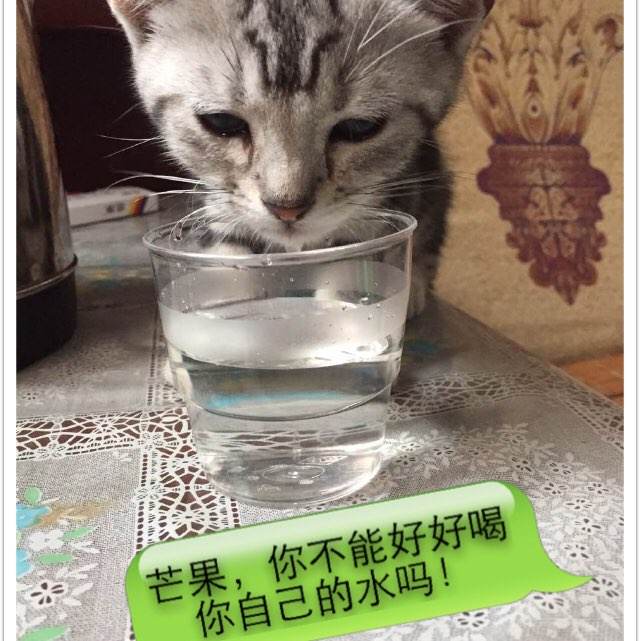 雅思复议期间成绩单可以使用吗